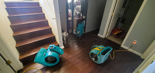 Best Water damage cleanup near me  in Olean, NY