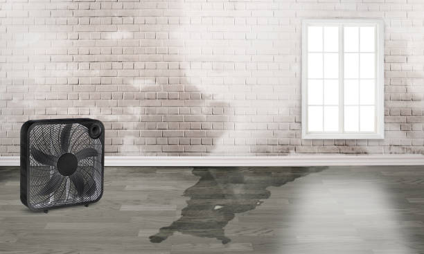 Best Ceiling water damage repair  in Olean, NY